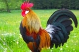 Câu chuyện suy ngẫm: Con gà trống kiêu ngạo
