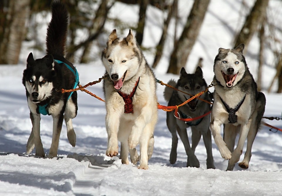 Huskies, Khàn Khàn, Đôi Mắt Xanh, Con Chó, Tuyết