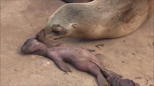 Sư tử biển mẹ kêu khóc đau thương vì mất con (Video)