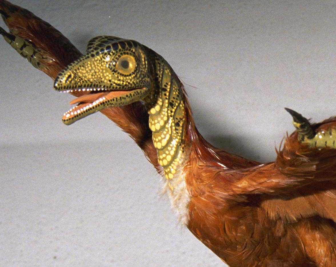 Mô hình của chim thủy tổ này có vảy trên đầu, mặc dù các nhà khoa học chưa bao giờ tìm thấy vảy trong hóa thạch của loài này. (Ảnh do Tiến sĩ Carl Werner cung cấp)