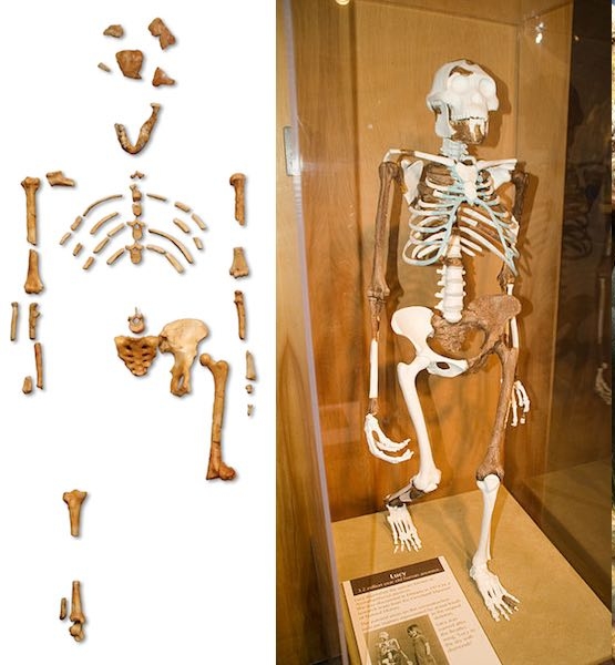 Bộ xương của Lucy: bên trái: những mẩu xương tìm được, bên phải: bộ xương được tái tạo. Nhưng làm sao các nhà khoa học biết bàn tay và bàn chân của Lucy trông như vậy?