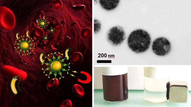Vi khuẩn có thể được lấy ra bằng phương pháp lọc máu nam châm (hình trái). Thể vẩn với các hạt sắt (hình phải, phía trên) có thể được “làm sạch" bằng nam châm (hình phải, phía dưới). (Ảnh: Laboratory for Materials Science and Technology) 