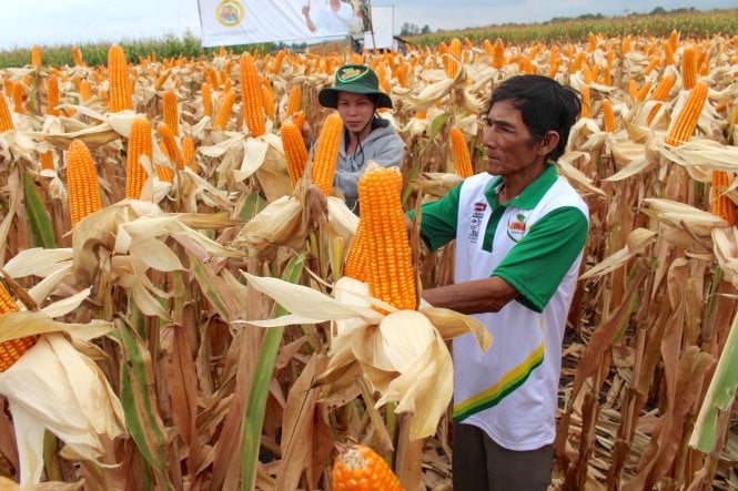 Bắp GMO đang được trồng tại Xuân Lộc, Đồng Nai (ảnh: tuoitre.vn)