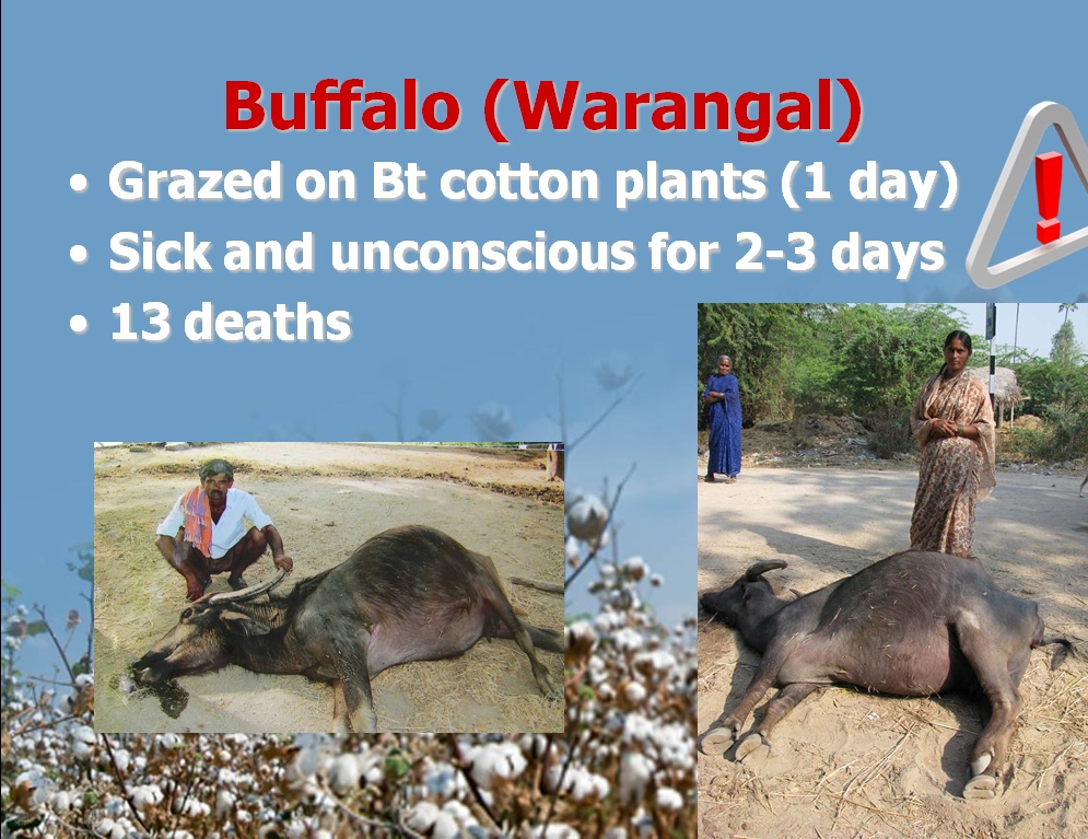 Trâu của người nông dân ở Warangal, Ấn Độ chết sau khi ăn cây bông được trồng từ giống biến đổi gen Bt của Monsanto (nguồn:responsibletechnology.org)