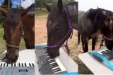 ngựa chơi đàn piano