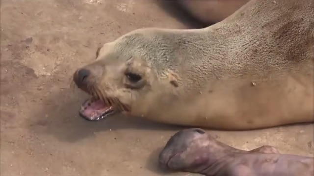 Sư tử biển mẹ kêu khóc đau thương vì mất con (Video)