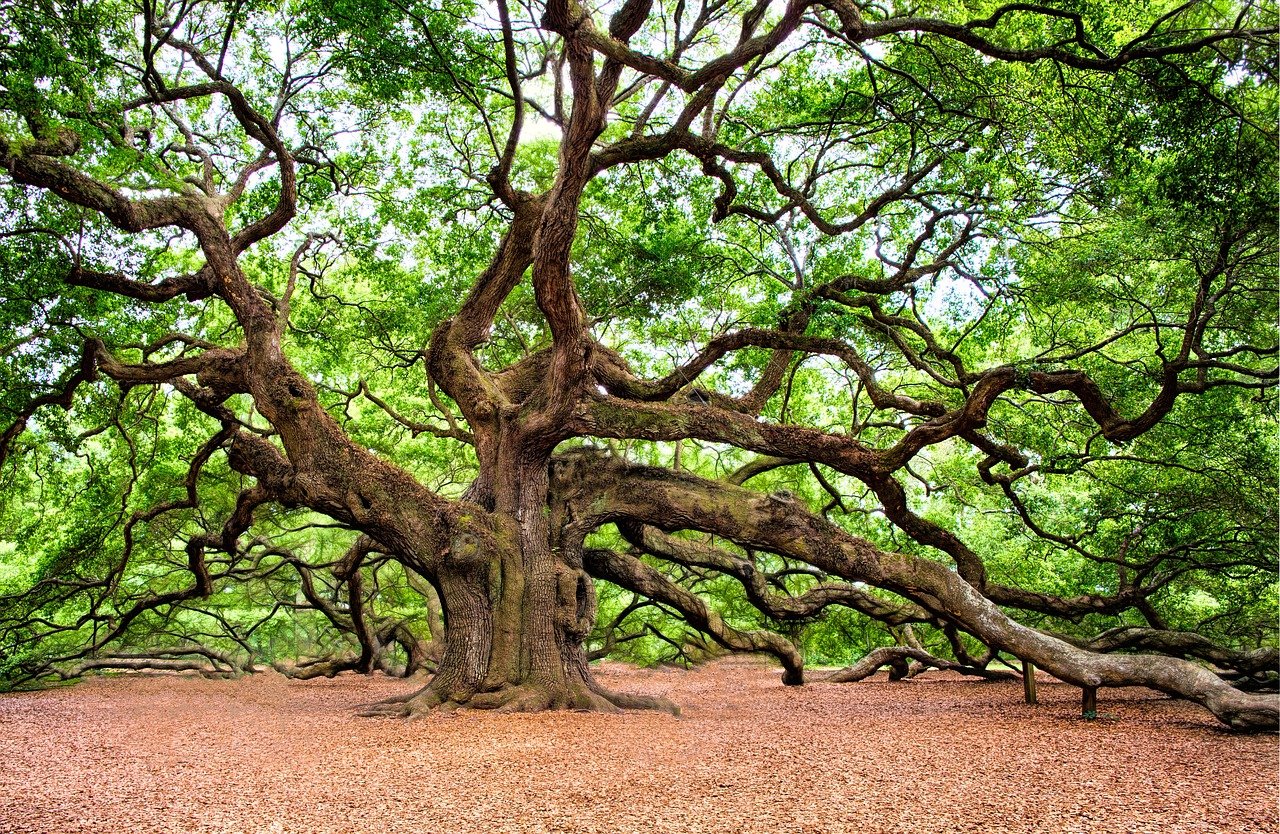 15 cây cổ thụ đặc biệt được xem như báu vật của nước Mỹ 