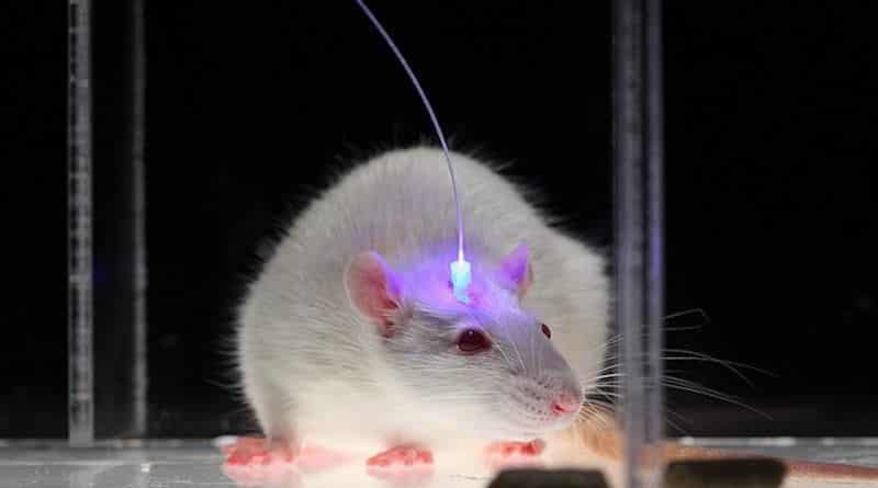 Chuột gắn điều khiển trí não