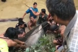 Dân làng Thái Lan bắt được con cá nặng 200 kg và cái kết bất ngờ