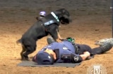 Chú chó cảnh sát cứu người bằng kỹ thuật CPR nổi tiếng trên mạng