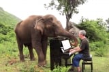 Cảm động nghệ sĩ piano chơi nhạc cổ điển để xin lỗi những chú voi mù