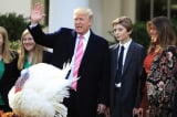 Trump-Thanksgiving