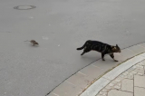 chuột đuổi mèo