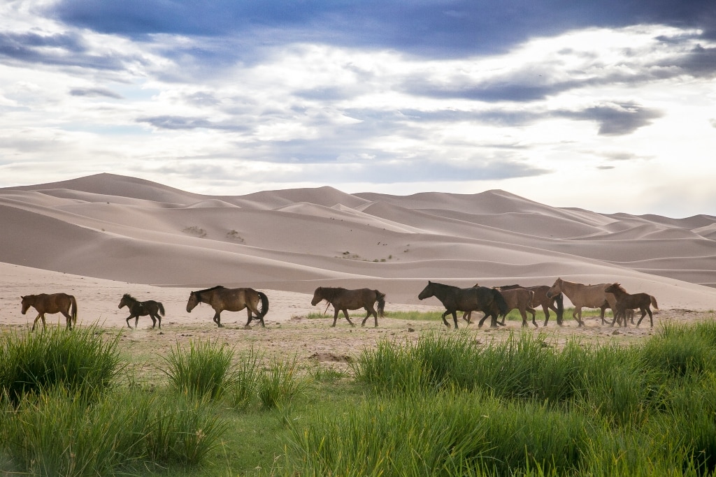 Hành trình khám phá Gobi - Sa mạc lớn nhất châu Á
