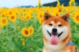 Bộ ảnh chú chó Shiba dễ thương nhất Nhật Bản tạo dáng với hoa