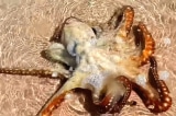 Bạch tuộc bị mắc cạn cảm ơn ân nhân trước khi bơi về biển (Video)