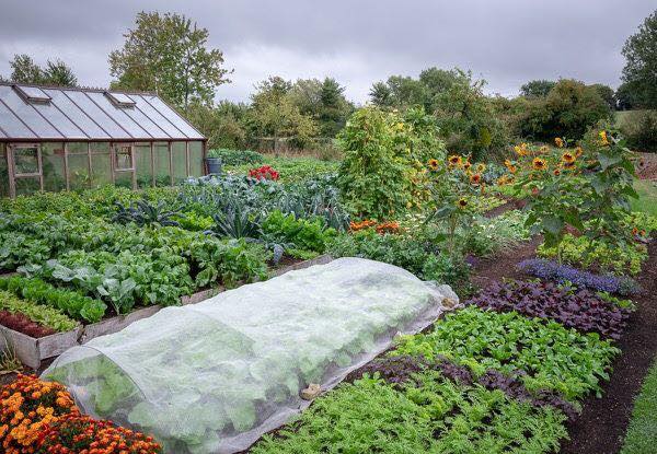 Bí quyết làm vườn, nông nghiệp hữu cơ, rau sạch