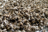 ong chết, thảm họa tự nhiên