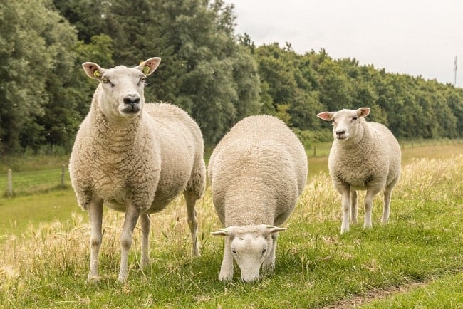 Con Cừu Texel Đắt Nhất Thế Giới Được Bán Đấu Giá Ở Scotland - Trí Thức Vn