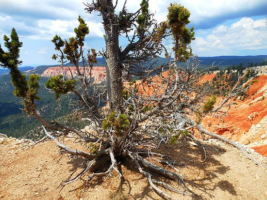 Một cây Bristlecone tại công viên quốc gia Bryce, Mỹ (Ảnh: Maximowiczsa, Wikimedia)