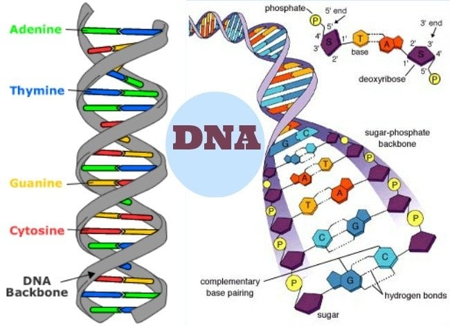 dna-amazing-facts