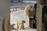 gấu Bắc Cực