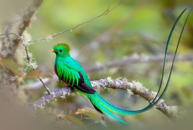 Loài chim Quetzal
