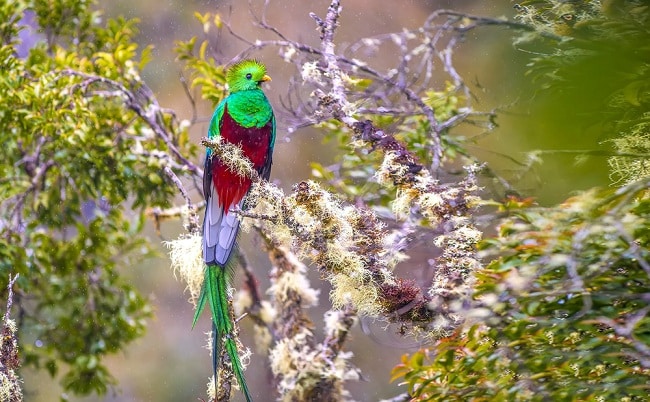 Loài chim Quetzal