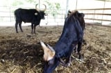 11 con bò tót bị bỏ đói, Ninh Thuận