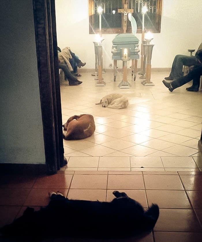 stray-dogs-pay-respects-funeral-animal-lover-margarita-suarez-yucatan-mexico-coverimage
