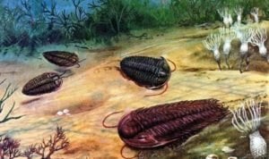 Bọ ba thùy, một loài sinh vật có từ 600 triệu đến 260 triệu năm trước đây, tức là trước khi con người xuất hiện. (Ảnh: Wikia)