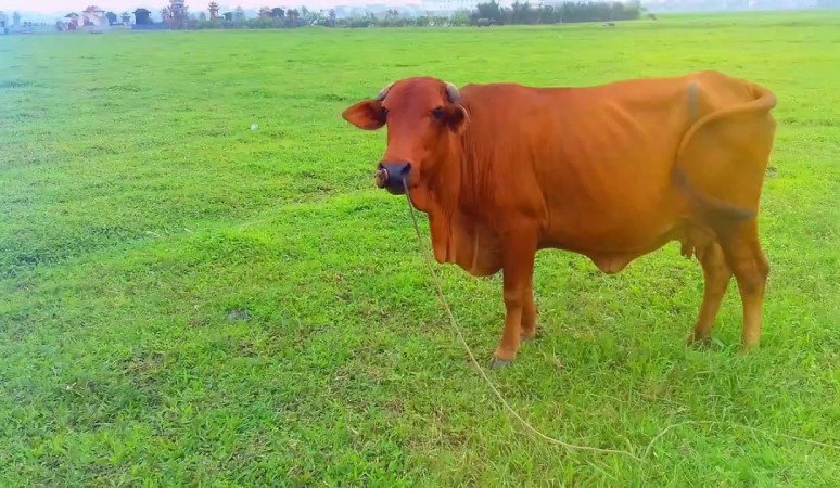 205015 hình ảnh về con bò sữa đẹp ấn tượng nhất năm 2019 Mua bán hình ảnh shutterstock giá rẻ chỉ từ 3000 đ trong 2 phút