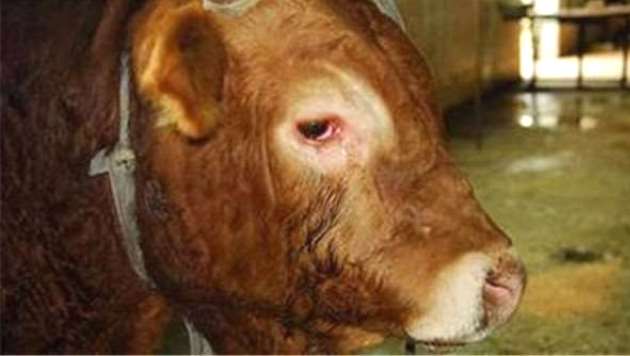 Người đồ tể hung bạo và nước mắt của một con bò