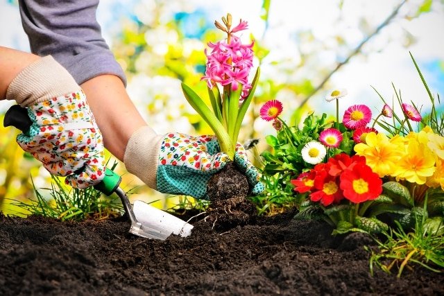 Hãy rời xa smartphone vào cuối tuần, làm vườn mang lại rất nhiều lợi ích