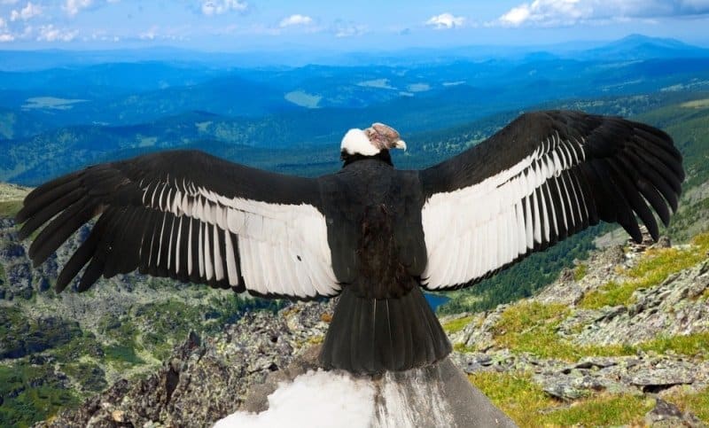 Top 10 loài chim bay cao nhất hành tinh