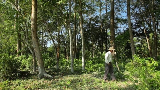 Người đàn ông Ấn Độ hơn 40 năm trồng cây gây rừng trên đảo