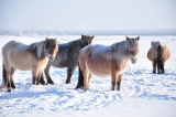 ngựa Yakutian