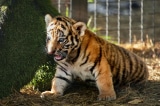 Hổ Siberia, chú hổ con