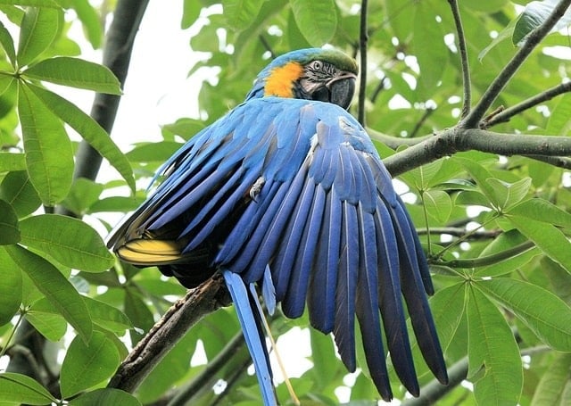 5 Sự thật thú vị về vẹt macaw đuôi dài