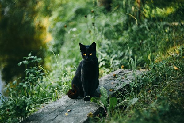 chú mèo cưng, Nhà tâm linh động vật Mỹ: Mèo có thể đột phá các chiều không gian