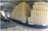 9 tỉnh nhận 13.500 tấn gạo cứu đói từ nguồn dự trữ quốc gia