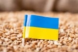TT Putin: Ngũ cốc Ukraine có thể được xuất khẩu thông qua Belarus