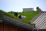 Hy hữu: Lính cứu hỏa Anh cứu đàn cừu mắc kẹt trên… mái nhà
