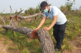 Phá hơn 382ha rừng tại Đắk Lắk: 28 người bị bắt, khởi tố