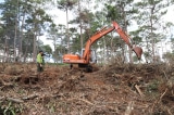 Lâm Đồng: Phá rừng bị phạt trồng lại rừng