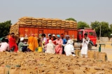 Ấn Độ bất ngờ tuyên bố cấm xuất khẩu lúa mì ngay lập tức