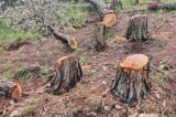 Lâm Đồng: Gần 400 cây thông ở TP Đà Lạt bị đốn hạ nằm la liệt