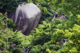 Đồng Nai phát hiện 7 đàn voọc chà vá chân đen quý hiếm trên núi Chứa Chan
