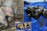 Phát hiện xác voi ma mút nguyên vẹn sau hơn 30.000 năm