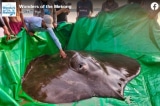 Video: Bắt được cá đuối khổng lồ nặng 300kg trên sông Mekong
